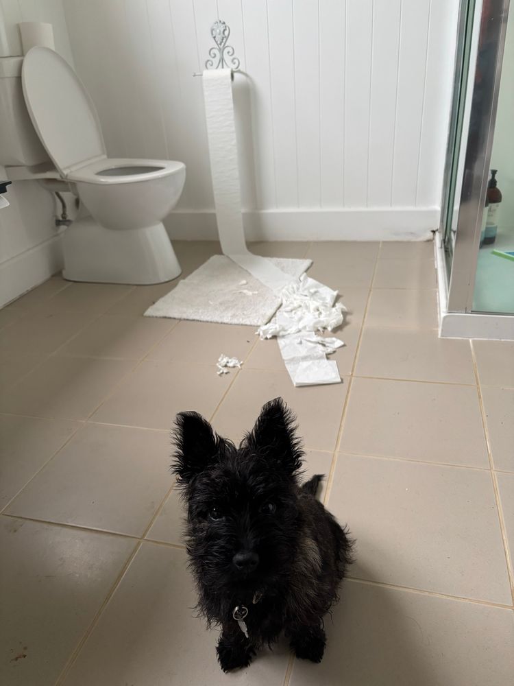 A small brown terrier puppy, behind them is a toilet roll that has been mauled. 
Clearly dangerous. 