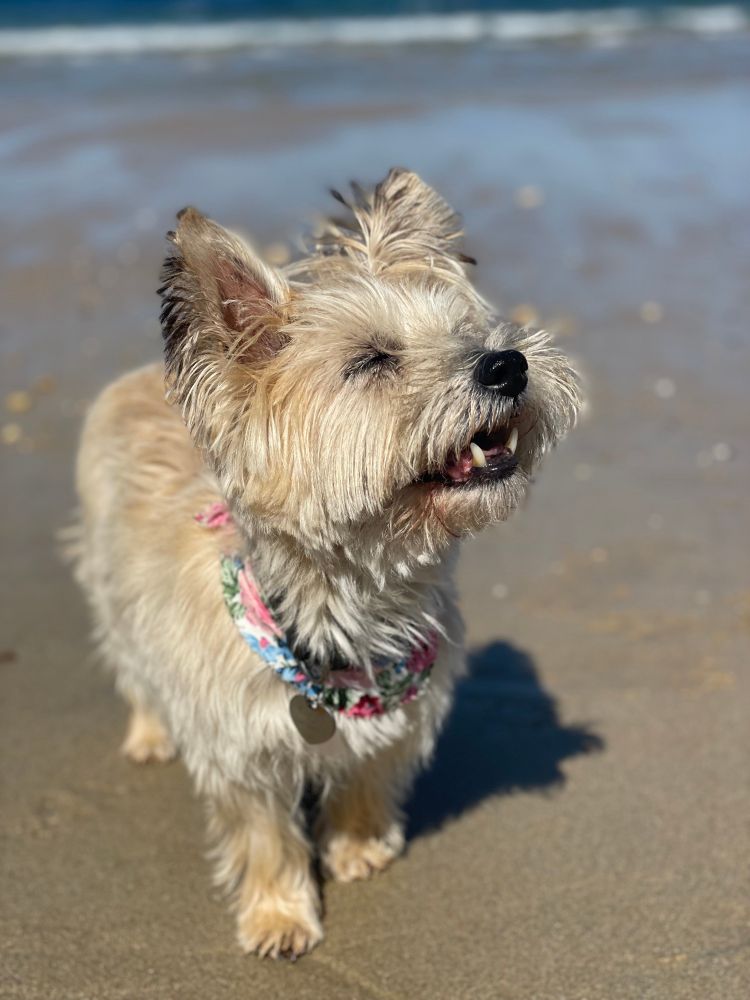 A little ginger scruffy terrier on a beach smiling into the sun