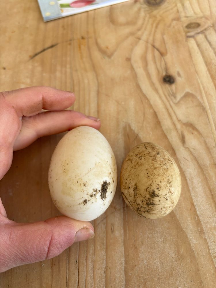 Two duck eggs side by side, one is very tiny for Tiny Duck laid it