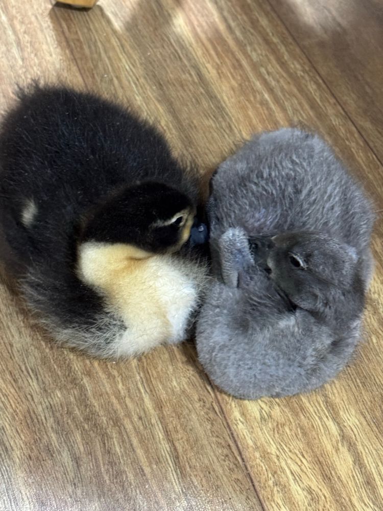 Two ducklings in a cuddle puddle, on the left is a black and yellow fluffy duckling, they’re tucked into their sister. Sister duckling is trying to tuck their bill under their tiny winglet and it’s all kinds of adorable