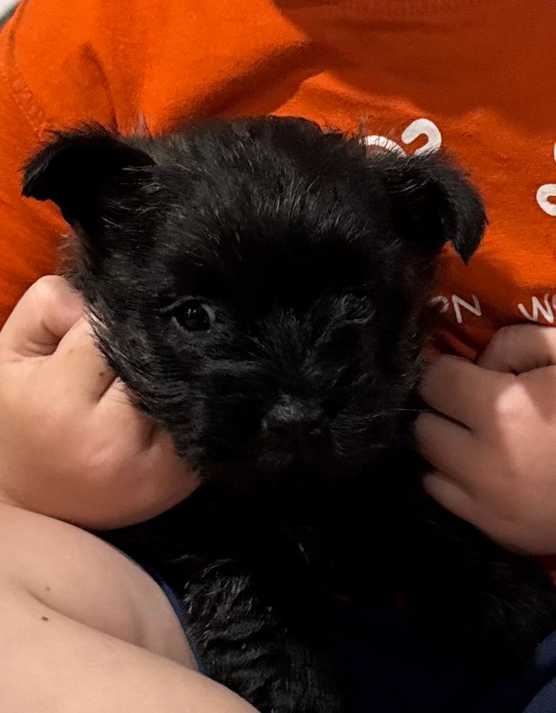 A very small dark brown pup, looking insanely cute. Her ears are only just droopy cause they’re still growing. She is only 5 weeks old