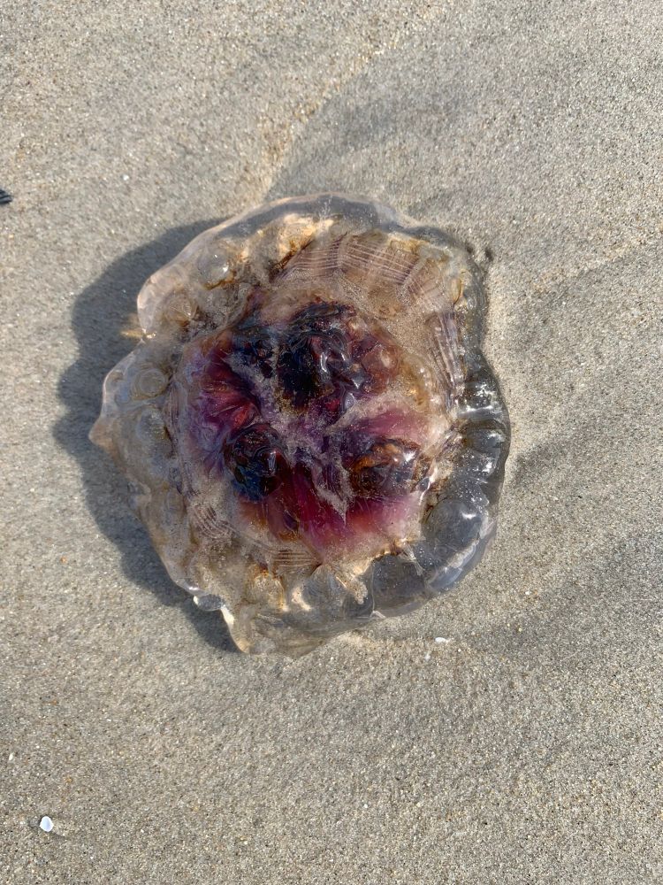Scary purple jellyfish stranded on the sand