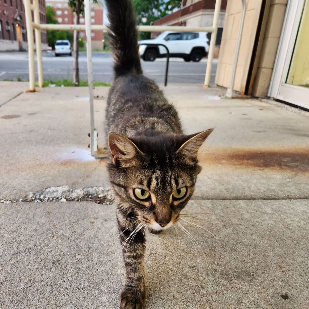 A photo of the same cat, a shorthair tortie with a fluffy tail, walking up to the camera lens
