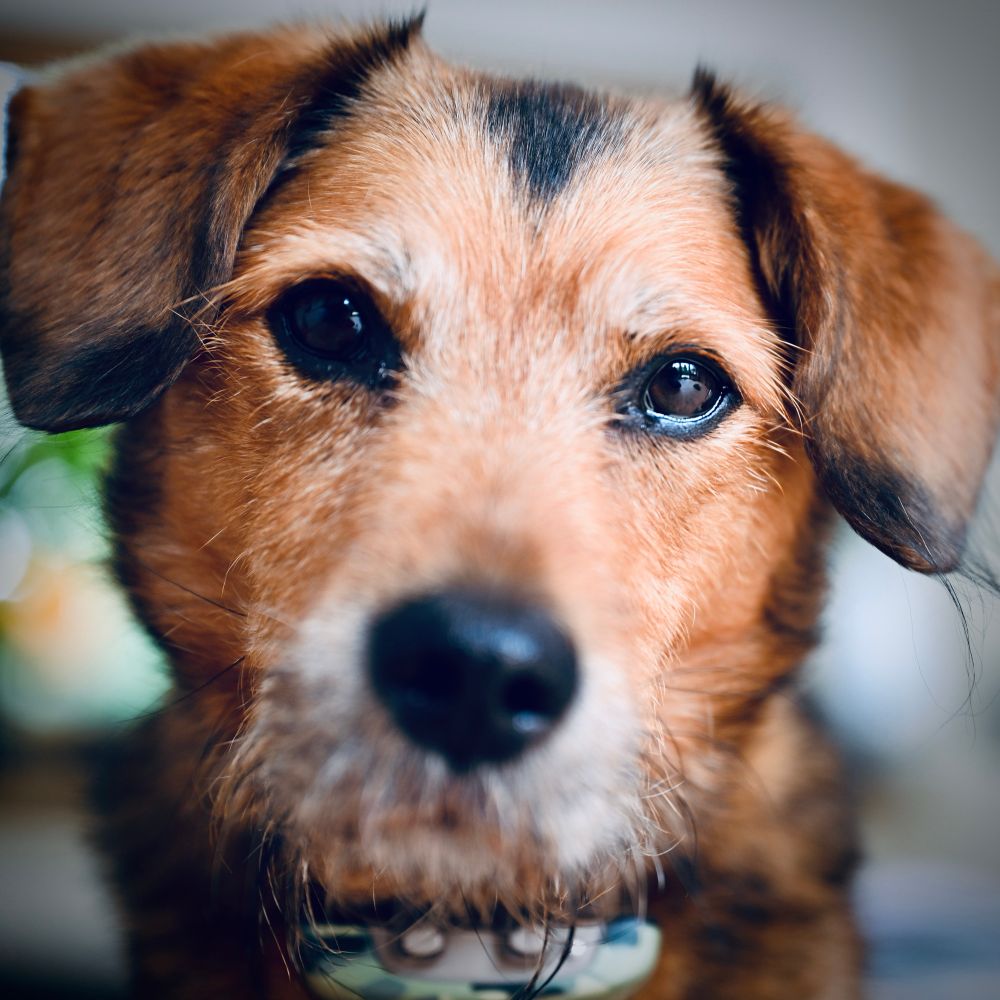 Close-up portrait of Rocket, a terrier mix dog with expressive dark eyes and tri-colored fur in brown, black and white. The sweet pup gazes directly at camera with soulful eyes, showcasing the classic terrier facial features and gentle expression. Soft natural lighting highlights the dog’s coat texture and personality.