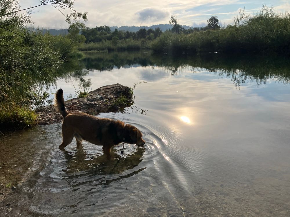 Rocket, a brown terrier mix dog drinks from Lake Achenloch in Kössen, Kaiserwinkl, Tirol, Austria, with exposed rocky shoreline, calm reflective water mirroring cloudy sky, and lush green forest in background​​​​​​​​​​​​​​​​