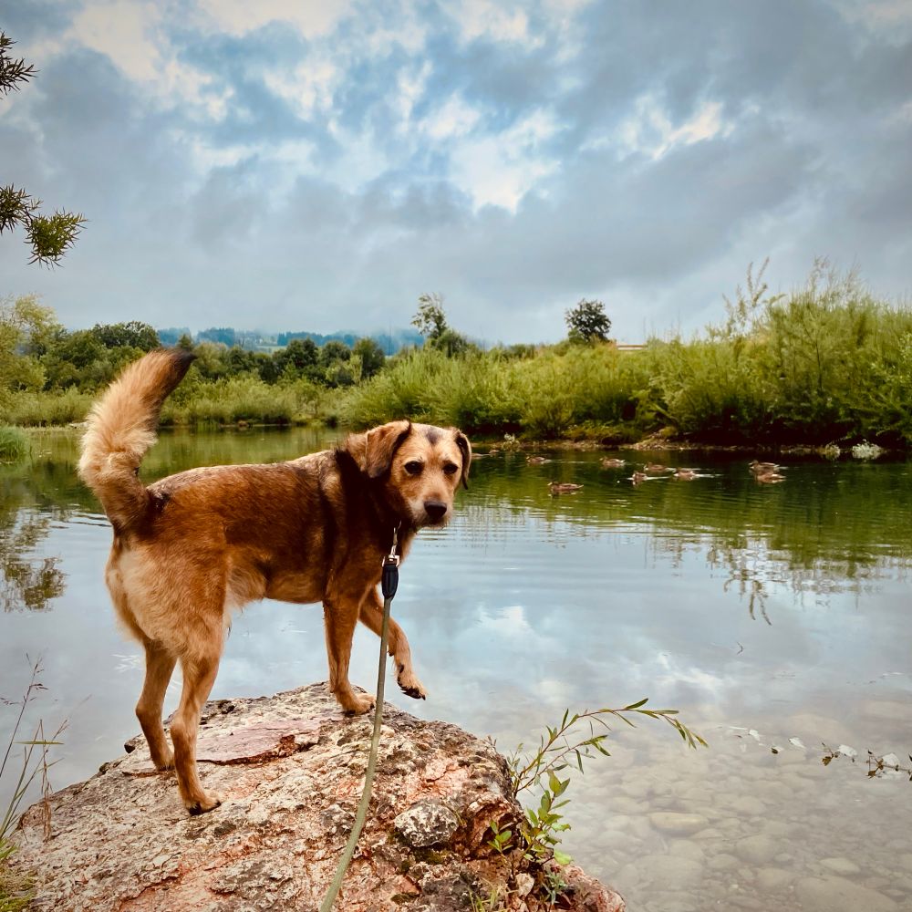 Rocket, a brown terrier mix dog stands on rocky shoreline at Lake Achenloch in Kössen, Kaiserwinkl, Tirol, Austria, with calm reflective lake water, lush green wetland vegetation and cloudy sky in background​​​​​​​​​​​​​​​​