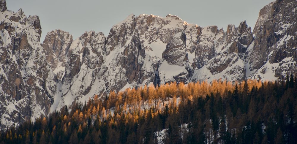 Golden larch trees in spring against snow-covered Dolomites peaks near Sexten South Tyrol, dramatic rocky mountain walls with bright larch forest in foreground, April 2019.