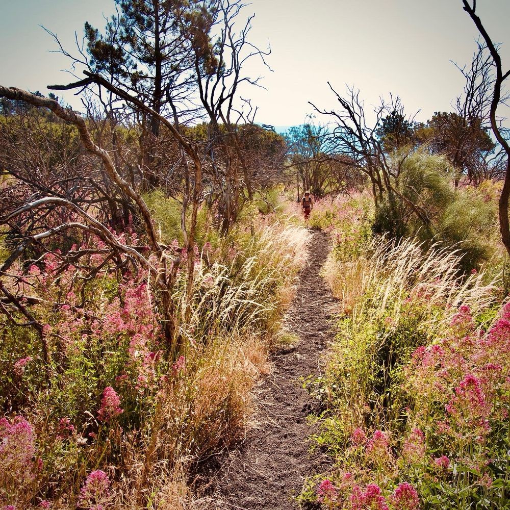 Hiking trail winding through natural landscape with pink flowering plants, bare tree branches, golden grasses, and hiker visible in distance.