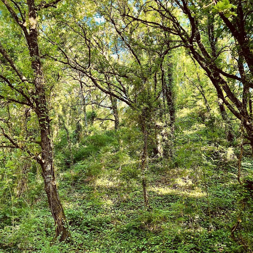 Dense forest canopy with intertwining tree branches, lush green foliage, dappled sunlight filtering through leaves, and thick undergrowth covering forest floor​​​​​​​​​​​​​​​​