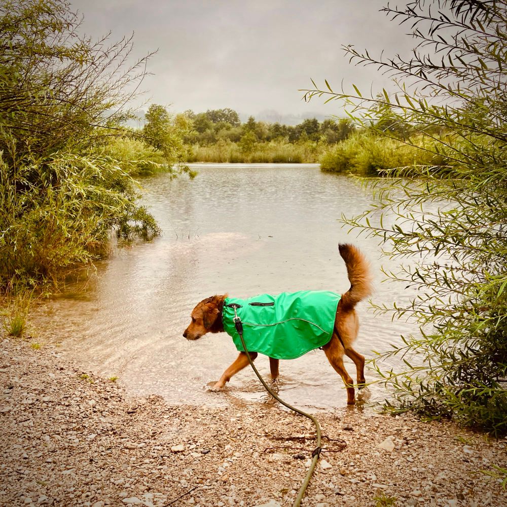 Rocket, a brown terrier mix dog wearing a bright green raincoat, walks along muddy shoreline at Lake Achenloch in Kössen, Kaiserwinkl, Tirol, Austria, with high water levels from heavy rain submerging usual rocky perches among wetland vegetation​​​​​​​​​​​​​​​​