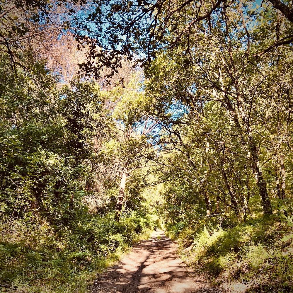 Natural archway formed by curved bare tree branches over hiking path, surrounded by pink wildflowers and desert vegetation under bright blue sky​​​​​​​​​​​​​​​​