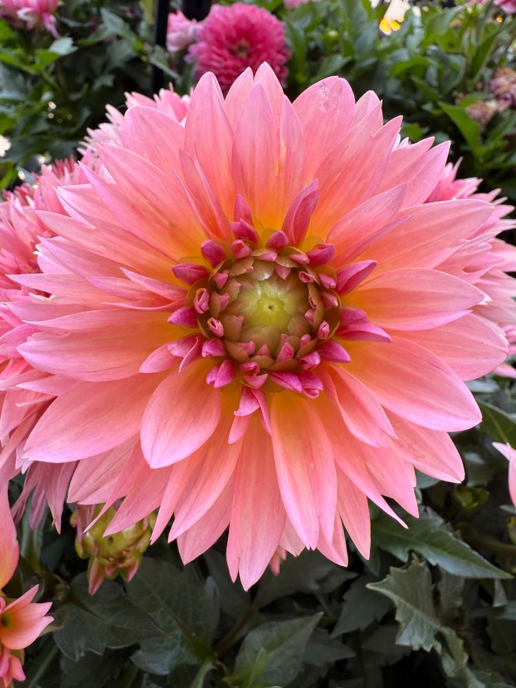 Photograph of a peach colored Dahlia flower.