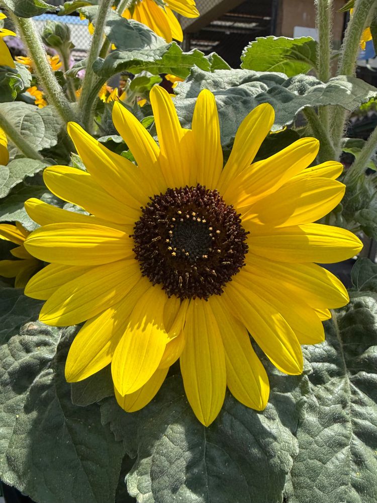 Photograph of a small yellow sunflower. There are green leaves surrounding it.