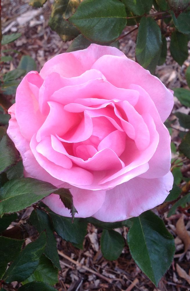 Photograph of an open light pink rose with green leaves. Oceanside, CA 2013