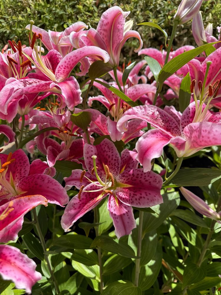 Photograph of multiple pink lilies with green stems and green leaves.