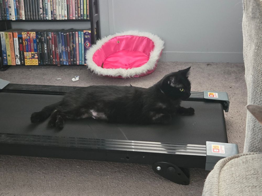 Luna, our black cat laying down on her side on a treadmill.
