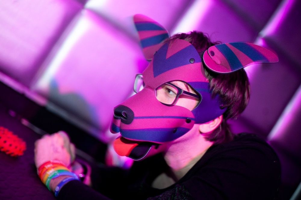 A photo of Nyx mid-play wearing a red, blue and purple pup hood.