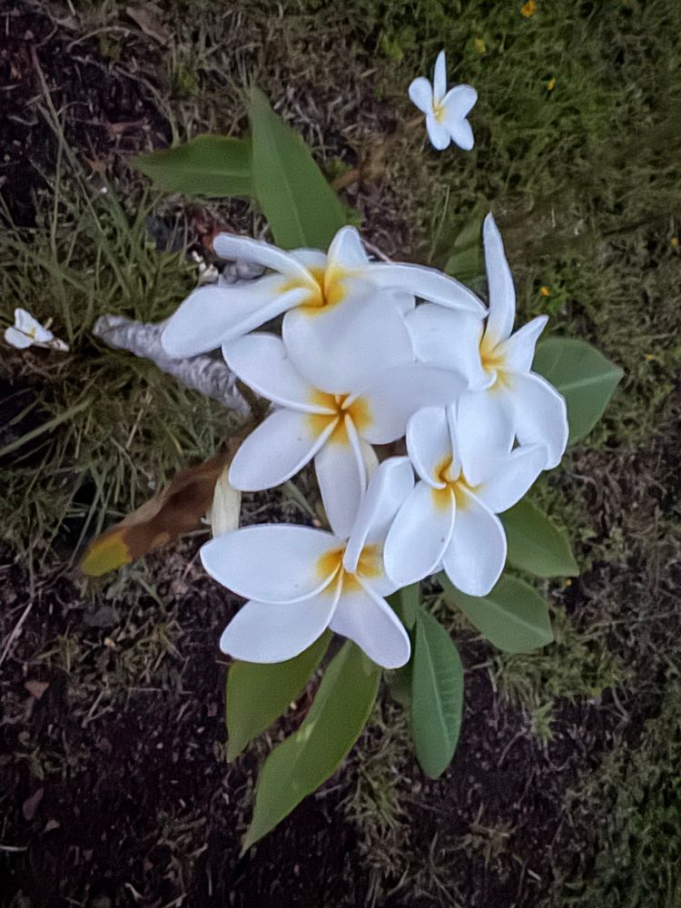 small plumeria plant with a bunch of flowers on top
