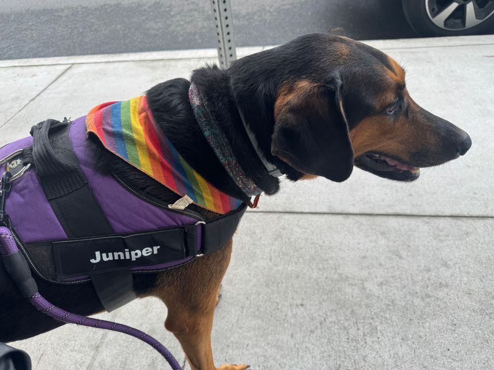 Black and tan dog wearing a purple vest that says her name “Juniper” and a bandana in gay pride colors around her neck.