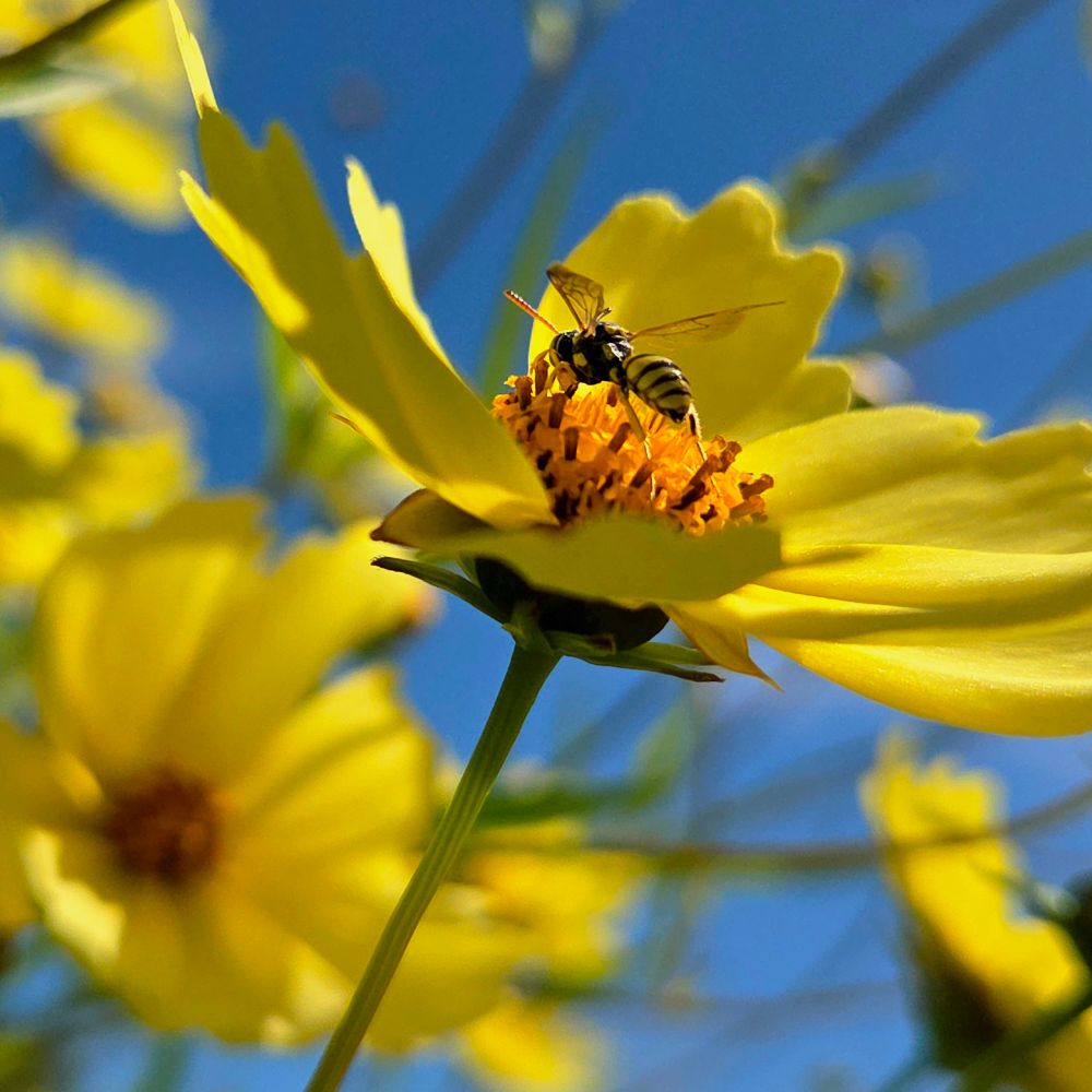 Striped yellow litle wasp on a yellow cosmo flower with blue skies in the background 