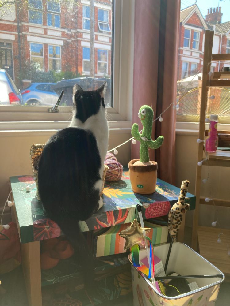 A black and white cat sitting next to a novelty singing cactus. The cat is taller and bigger than the cactus.