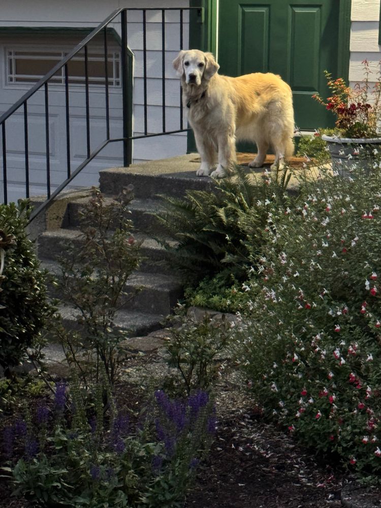 Sophie, a light golden retriever standing on a porch in front of a green door. Gardens in foreground. 