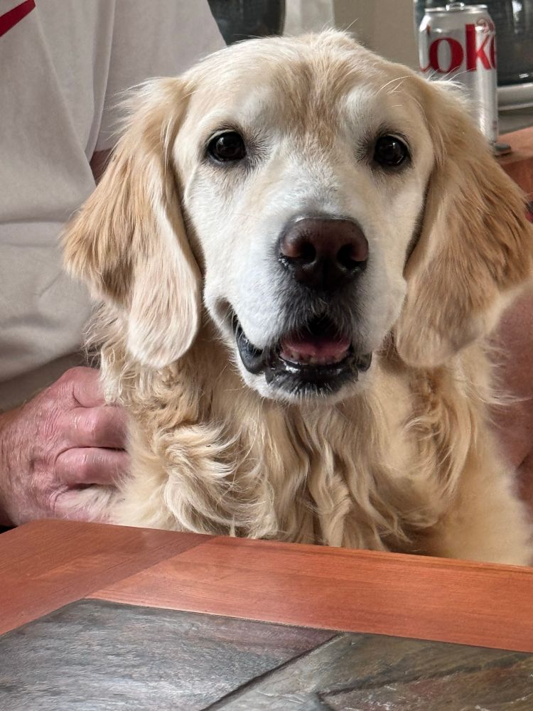 Golden retriever getting back scritches and smiling into camera. Very happy. 