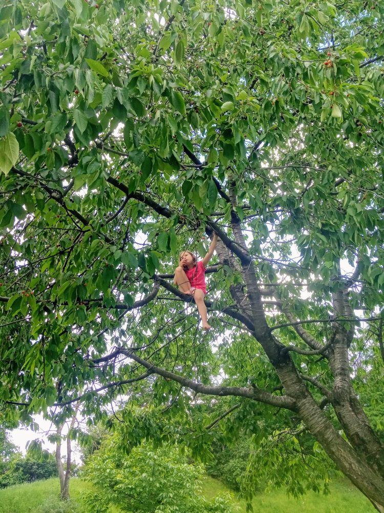 Holčička sedí vysoko na větvi stromu, krmí se třešněmi a přemýšlí jak trefit tátu peckou. 