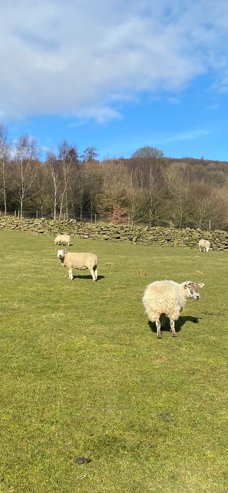 A grass field with a dry stone wall, some leafless trees and blue sky. Several sheep stand in the sunshine looking calm and happy. 