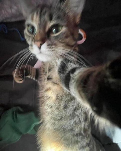 Cat ready to punch screen like Mio from Xenoblade Chronicles 3