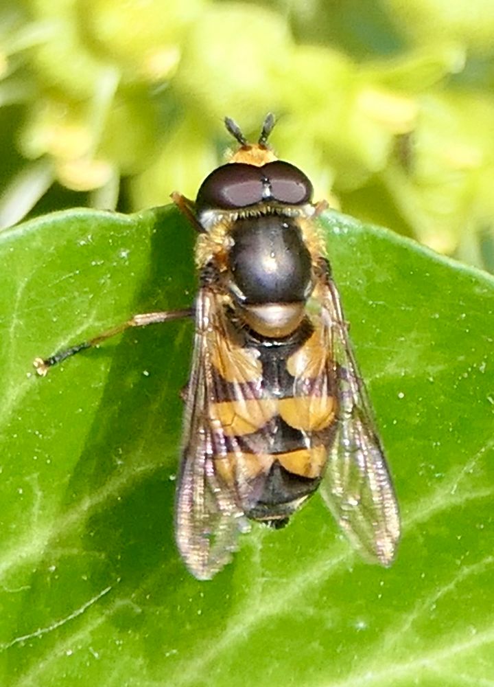 A male Didea fasciata hoverfly basking on a sunlit leaf. The fly has a pair of yellow markings at the bottom of the abdomen which are said to resemble ski goggles.