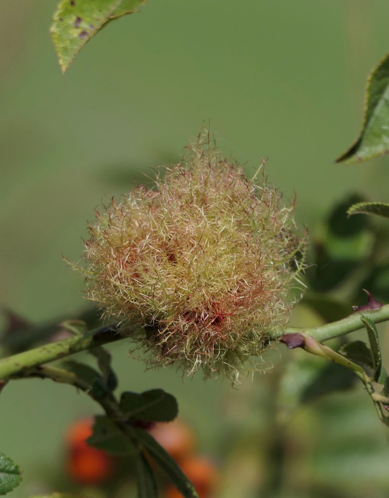 A Robin’s Pincushion gall on a Dig Rose stem. It is a pom pom-like, woody growth with a red-tinged fibrous outer layer.