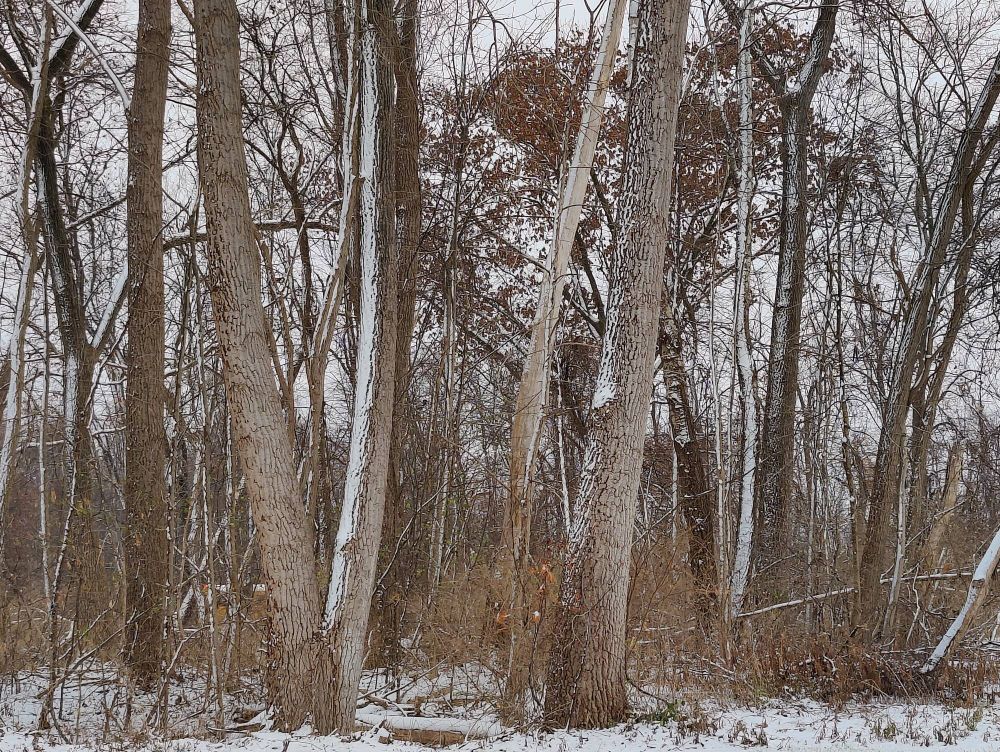 Grey skies behind snow-dusted tree trunks.