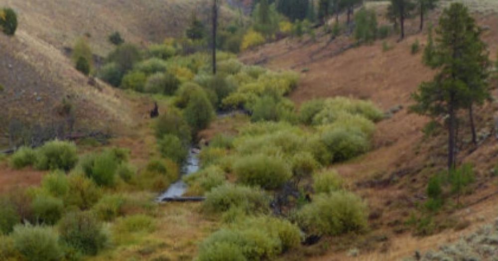 CORVALLIS, Ore. – In the first study of its kind, research by Oregon State University scientists shows that the return of large terrestrial carnivores can lead to improved stream structure and functio...