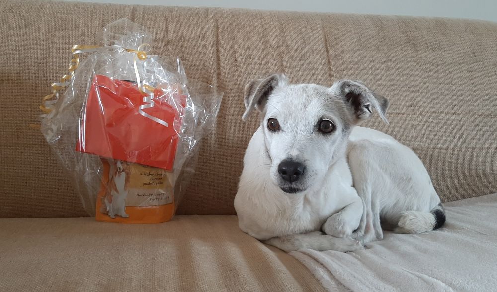 Een klein wit hondje ligt op de beige bank. Links naast haar staat een doorzichtige cadeauverpakking met daarin hondensnacks en een enveloppe.