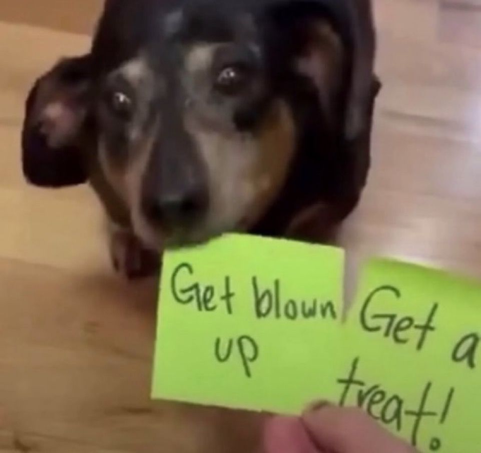 Old dachshund given a choice between two sticky notes that say “get blown up” and “get a treat”, chooses the former