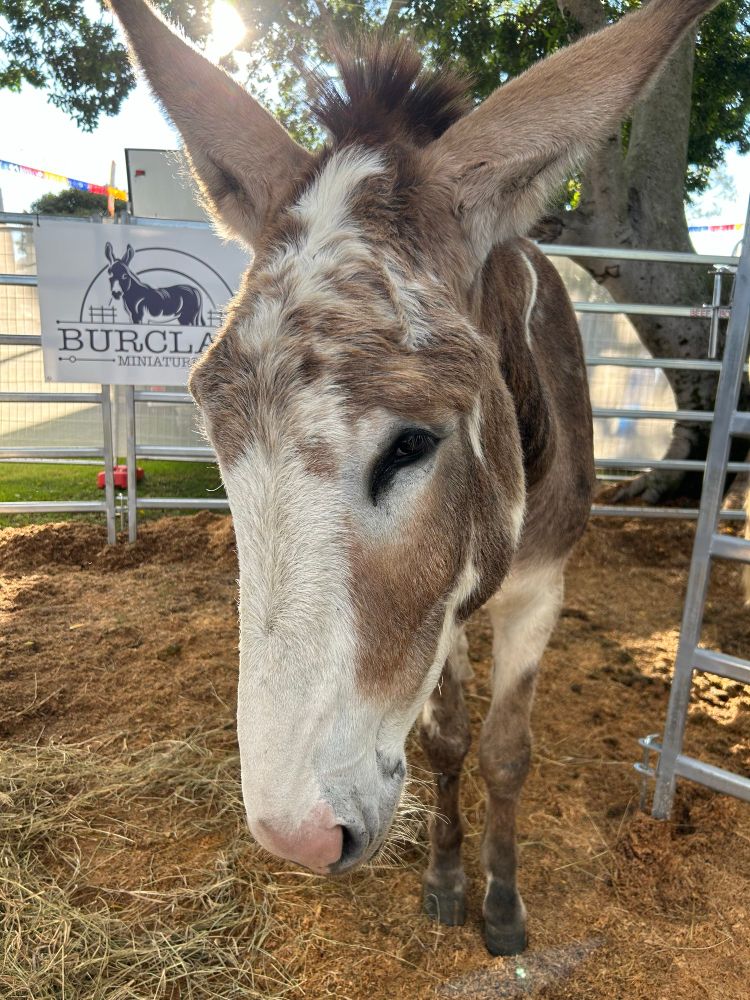 A brown and white American Mammoth Jackstock donkey