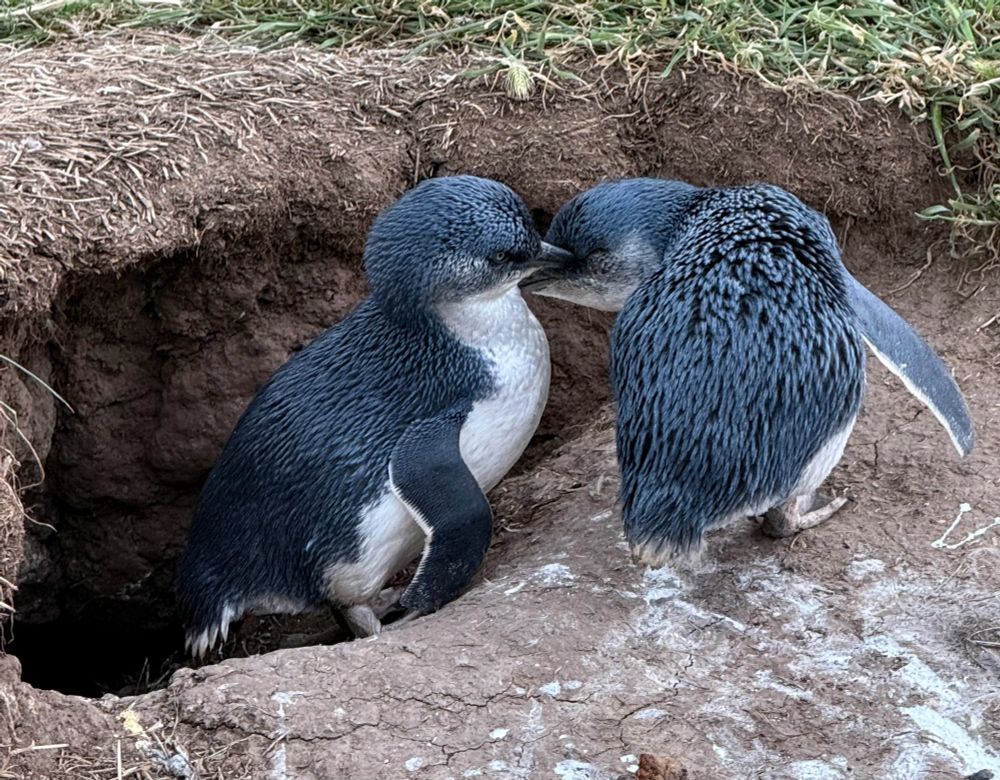 Two Australian little penguins, a small blue-gray bird with a white belly