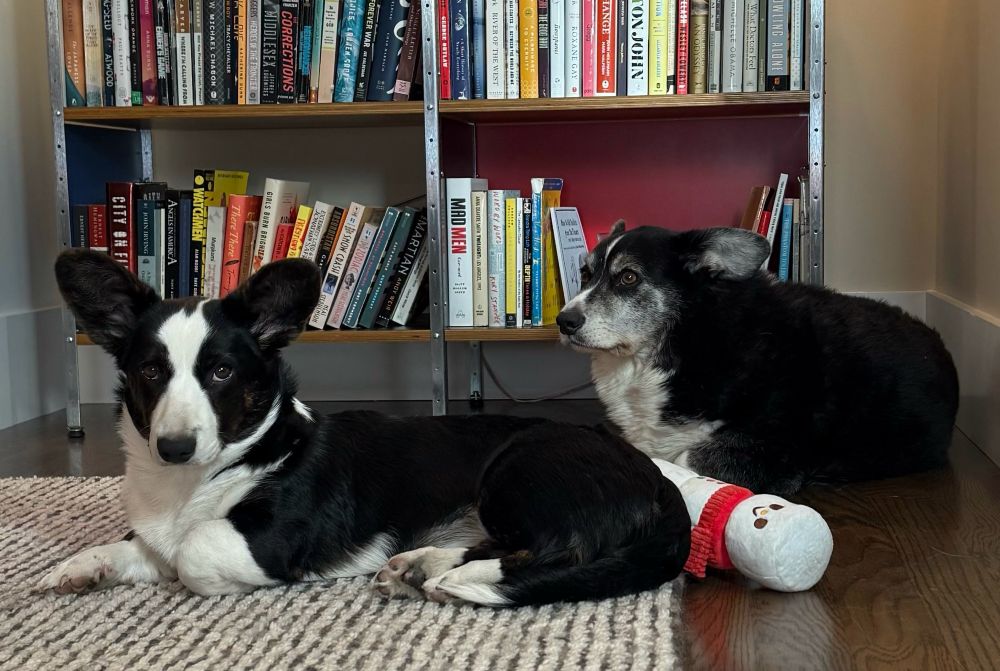 Two black and white corgis sitting on a white and gray rug on top of a dark brown wood floor, in front of a metal and wood bookshelf