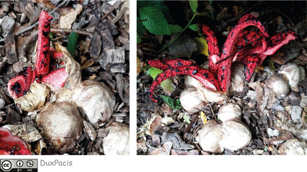 Deux images. A gauche, une image d'un "oeuf" de Clathrus archeri en train de s'ouvrir et d'où émergent quelques "tentacules" rose et rouge, marbrés de taches noires. Certains oeufs sont encore fermés. A droite, une photo d'un stade plus avancé, avec un oeuf d'où émergent six tentacules rouges et roses entièrement déployés.