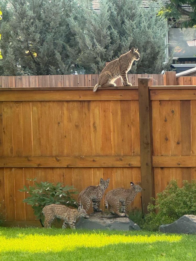 Fence with momma bobcat on it and her 3 babies on the ground below her. 