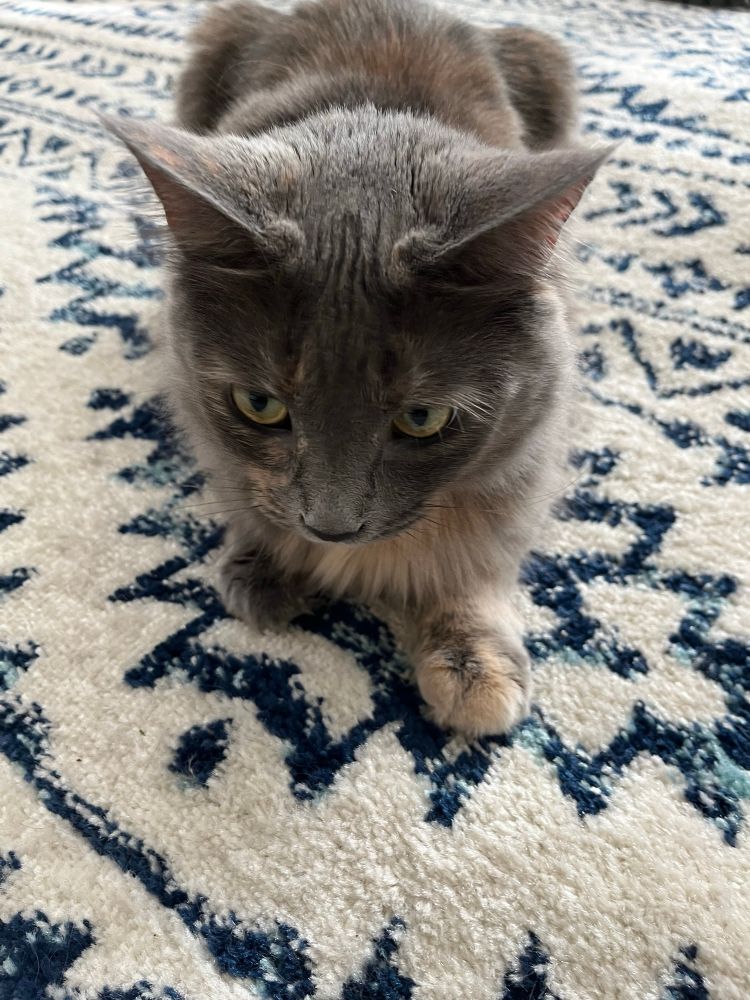 A Russian blue mix 