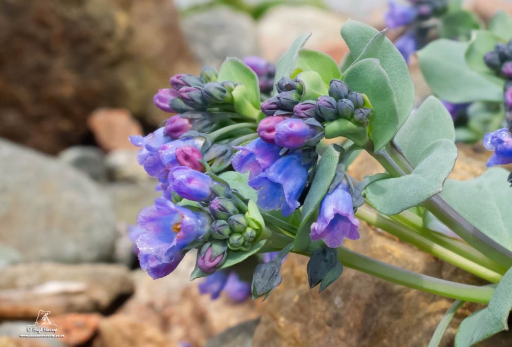 The rare and localised Oysterplant by Shetland Wildlife guide Hugh Harrop
