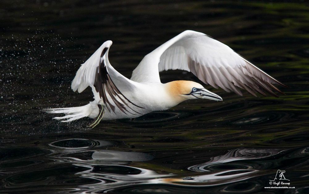 Gannet by Hugh Harrop - https://bsky.app/profile/hughharrop.bsky.social