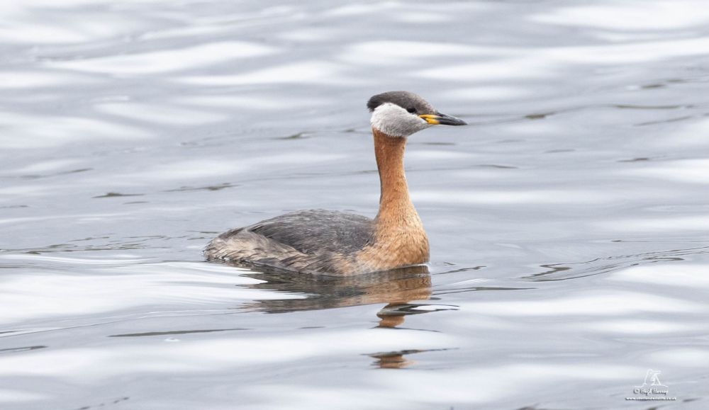 Red-necked Grebe in summer plumage by Hugh Harrop / Shetland Wildlife