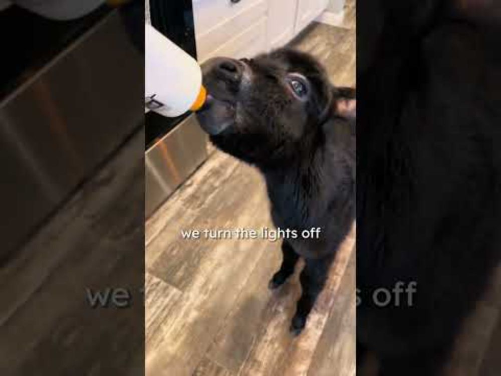 Donkey moves into house