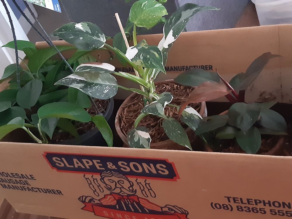 Three broad leafed plants in a cardboard box. One of the plants is a white and green varigated philodendron. It belongs to Kid2 but I fully intend to take a cutting so I can try and grow it myself. (The box is from a sausage manufacturer. I think from South Australia? Not sure where Dad got the box, probably from the IGA, I guess)