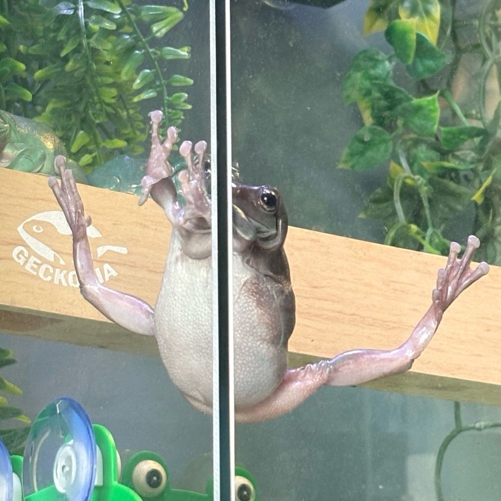 I want to apologize to my hard of seeing friends, this is going to be difficult to describe. 

Berth the frog is in a splits position in the corner of her enclosure. She has a foot pressed against each side of the glass, her long legs trying desperately  to hold up her rotund body. Her hands are pressed against the left side of the glass like she’s pushing an object. Her limbs look too thin to hold up the mass of her body but there she is, gripping on strong to the glass high up in the enclosure. 