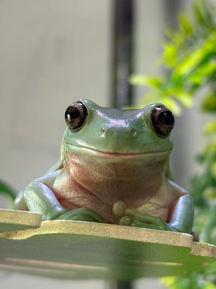A blue-green frog stares contently at the camera from an upward angle. He has big golden-brown eyes and his hands are folded nicely. He is perched on a ledge cut into the shape of a green leaf. 