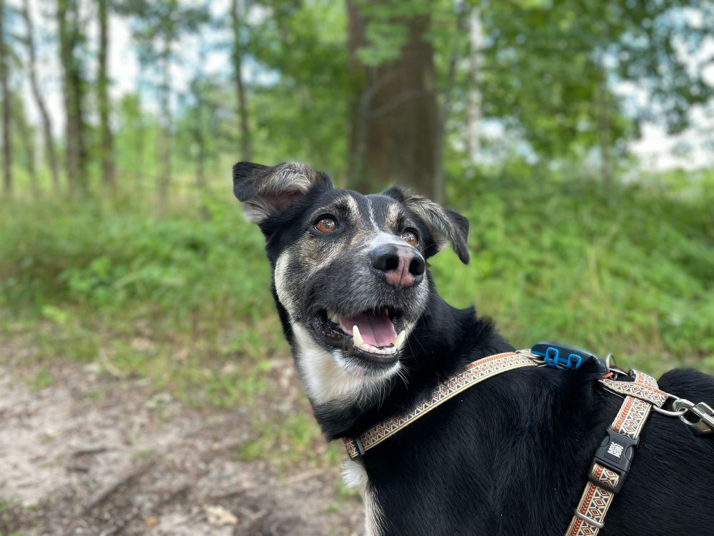 Ein schwarze Hund mit weißen Flecken im Vordergrund schaut schräg rechts an der Kamera vorbei. Im Hintergrund ein Wald.